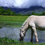 LijiangYulong Snow Mountain Yakniuping Cableway Day Tour - Exploring Jade Dragon Snow Mountain: What to Expect