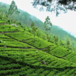 Lipton's Seat and Tea Factory,Trail Amidst Tea Plantation Day Tour - Who Will Love This Tour?