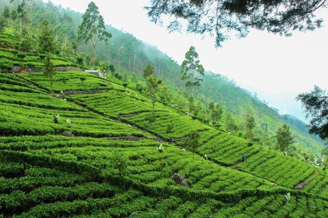Lipton's Seat and Tea Factory,Trail Amidst Tea Plantation Day Tour - Who Will Love This Tour?