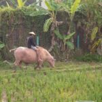 Living Land Rice Farming Experience - What to Expect on the Tour