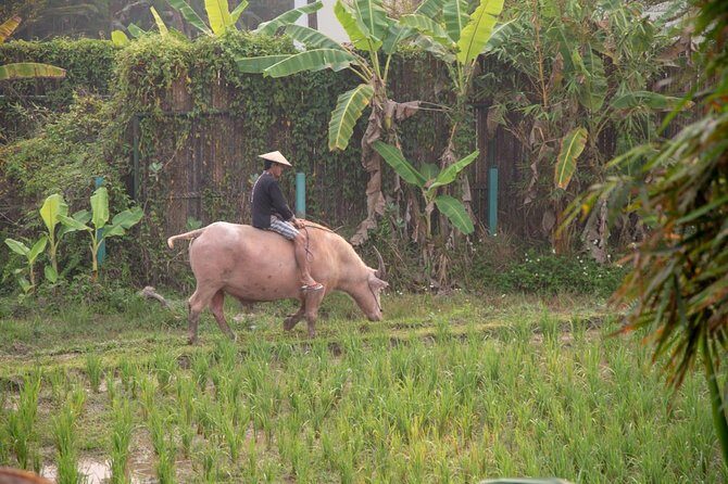 Living Land Rice Farming Experience - What to Expect on the Tour