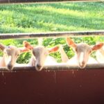 Llama/Alpaca Hike and Farm Tour - The Value of the Experience