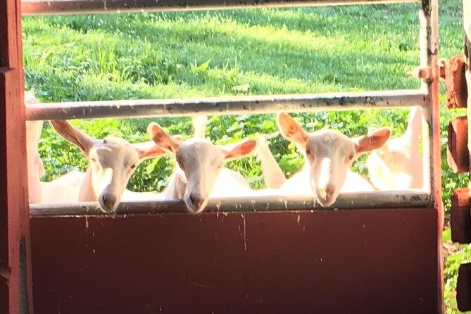 Llama/Alpaca Hike and Farm Tour - The Value of the Experience