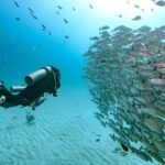 Local Dive in Playa del Carmen - Detailed Review of the Playa del Carmen Dive Tour