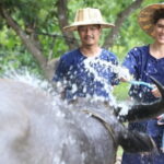 Local Farming Experience in Chiang Mai, Thailand - Summing Up: Who Is This Tour Perfect For?