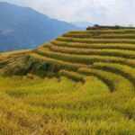 Longji Rice Terraces Day Tour from Guilin hotel - What Travelers Say