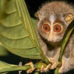 Loris Watching from Sigiriya - Who Will Love This Tour?