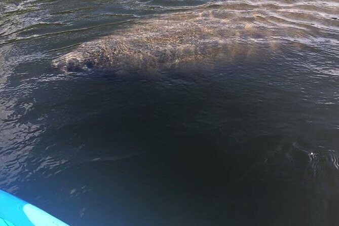 Lovers Key Guided Eco Tour-Mangrove Estuary - Why This Tour Offers Great Value