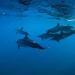 Lovina Dolphin Watching, Swimming, and Snorkeling Experience - Who Should Consider This Tour?