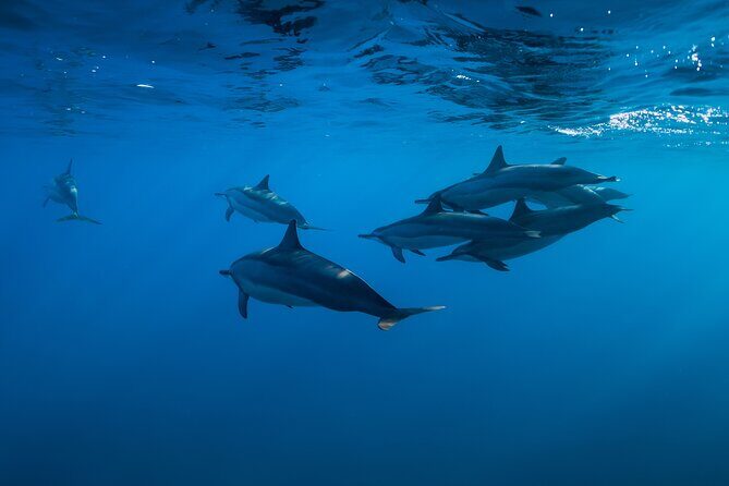 Lovina Dolphin Watching, Swimming, and Snorkeling Experience - Who Should Consider This Tour?