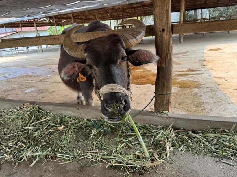 Luang Prabang: Farm Tour and Buffalo Buffet Adventure - The Sum Up