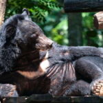 LUANG PRABANG WILDLIFE SANCTUARY - HMONG TRIBE VILLAGE - The Wildlife Sanctuary: Rescue, Care, and Education