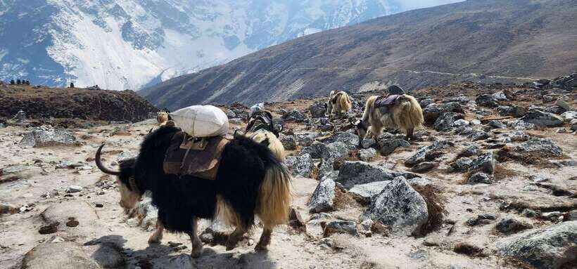 Lukla: 11-Day Everest Base Camp Trek from Lukla with Guide - An In-Depth Look at the Everest Base Camp Trek Experience