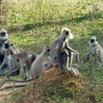 Lunugamvehera National Park ( Yala Block 5 / 6 ) Wild Safari - Why This Safari Stands Out