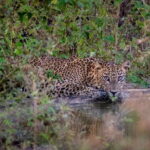 Lunugamwehera NP (Block VI) Morning Safari Game Drive - Who Should Consider This Safari?