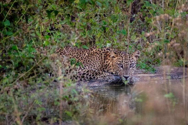 Lunugamwehera NP (Block VI) Morning Safari Game Drive - Who Should Consider This Safari?