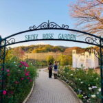 Luxury Ashikaga Flowers Park Tour With Pickup & Drop off - Who Should Book This Tour?