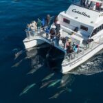 Luxury Whale Watching: Fewer People, Extra Speed, Expert Staff - What Are the Downsides?