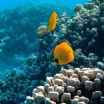 Maafushi: Full Day Snorkeling and Island Hopping Experience - Who Should Consider This Tour?