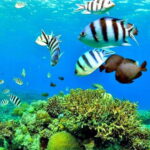 Mactan: Cebu Island Hopping Boat Tour with Lunch - Detailed Review of the Island-Hopping Experience