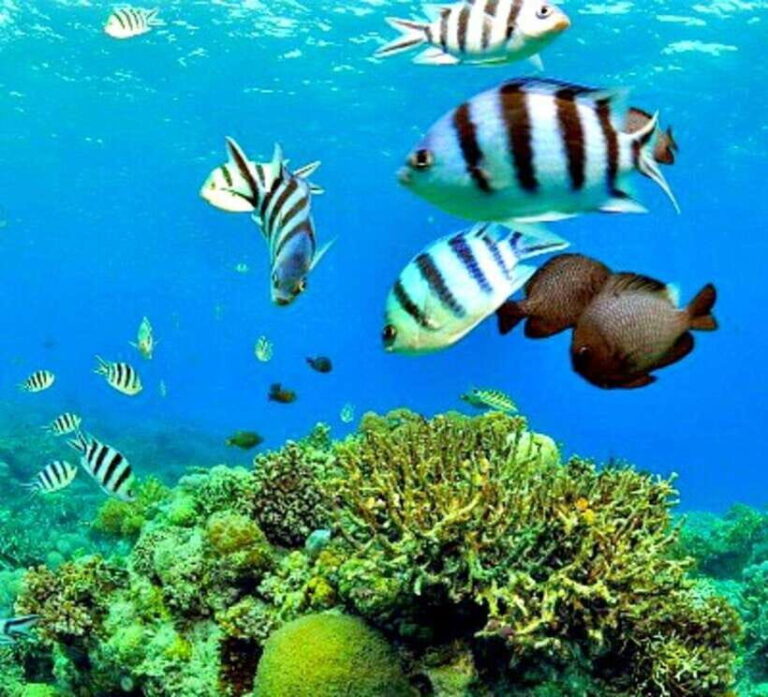 Mactan: Cebu Island Hopping Boat Tour with Lunch - Detailed Review of the Island-Hopping Experience