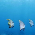 Mactan Island Hopping Gilutungan, Caohagan, Nalusuan + Lunch - Practical Tips for Your Day