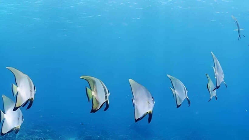 Mactan Island Hopping Gilutungan, Caohagan, Nalusuan + Lunch - Practical Tips for Your Day