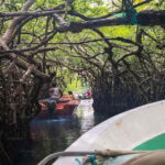 Madu River Boat Safari: A Journey Through Nature's Paradise - The Itinerary: What to Expect on Your Trip