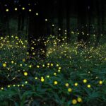 Magical Fireflies Tour - A Deep Dive into the Magical Fireflies Tour