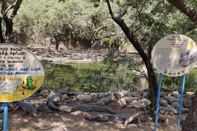 Mahabalipuram and Madras Crocodile bank trip from Chennai wtih Lunch,Transport - What the Reviews Say