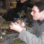 Make your own BONSAI with a professional artist in Tokyo - Why This Tour Stands Out