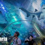 Malaysia: Aquaria KLCC Entry Ticket - What to Expect at Aquaria KLCC