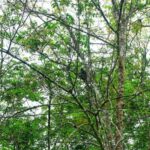 Malaysia: Gunung Panti Forest Reserve Guided Nature Tour - A Deep Dive into the Malaysia Gunung Panti Forest Reserve Tour