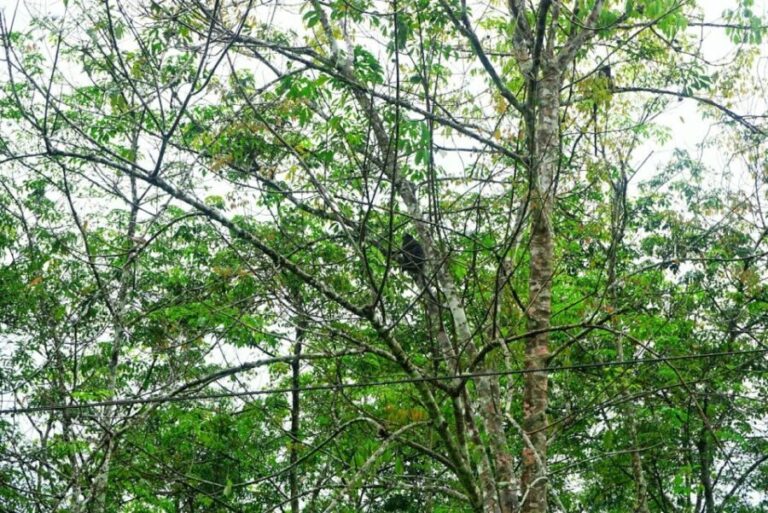 Malaysia: Gunung Panti Forest Reserve Guided Nature Tour - A Deep Dive into the Malaysia Gunung Panti Forest Reserve Tour