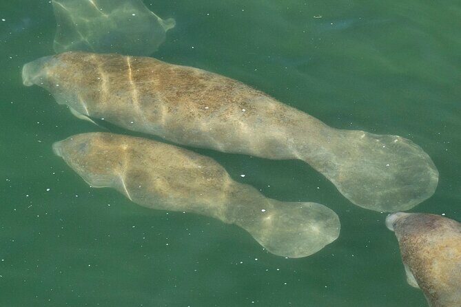 Manatee Discovery Anna Maria Island