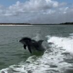 Manatee, Dolphin, and 10,000 Islands Eco Beach Tour by Boat - Wildlife Viewing in the Everglades