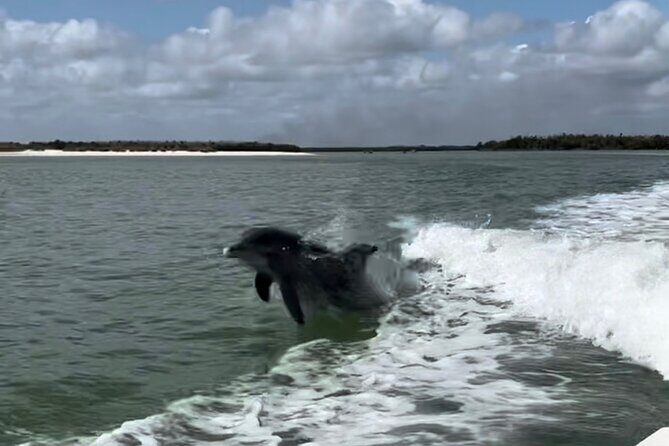 Manatee, Dolphin, and 10,000 Islands Eco Beach Tour by Boat - Wildlife Viewing in the Everglades