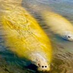 Manatee, Dolphin and 10,000 Islands Sunset Cruise! - Who Should Consider This Tour?