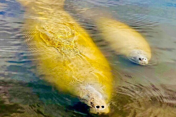 Manatee, Dolphin and 10,000 Islands Sunset Cruise! - Who Should Consider This Tour?