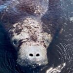 Manatee Sightseeing and Wildlife Boat Tour - FAQs