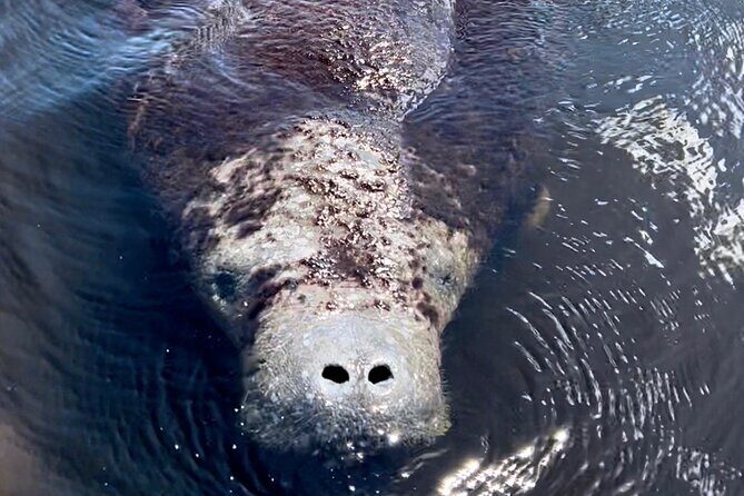 Manatee Sightseeing and Wildlife Boat Tour - FAQs