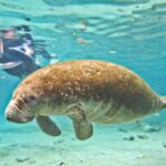 Manatee Swim and Wildlife Park with Upgrade Options from Orlando - What the Reviews Say
