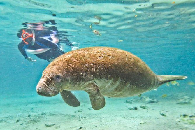 Manatee Swim and Wildlife Park with Upgrade Options from Orlando - What the Reviews Say
