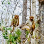 Manatees, Monkeys and Florida Natural Spring Adventure Tour - Why This Tour Offers Great Value