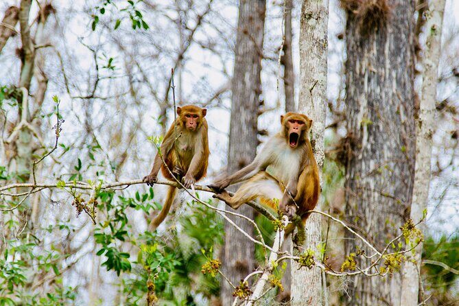 Manatees, Monkeys and Florida Natural Spring Adventure Tour - Why This Tour Offers Great Value
