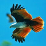 Mangrove Boat Tour Through Kilim Geo Forest Park Langkawi - What’s the Experience Really Like?