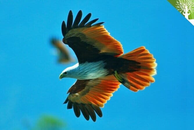 Mangrove Boat Tour Through Kilim Geo Forest Park Langkawi - What’s the Experience Really Like?