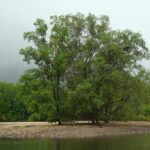 Mangrove River Cruise and Snorkeling Tour from Langkawi - Final Thoughts: Is This Tour Right for You?