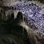 Mangrovetour Sharing Package - Lunch include in Langkawi - A Detailed Look at the Langkawi Mangrovetour Sharing Package