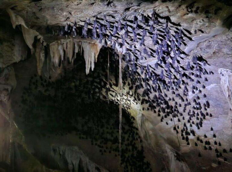 Mangrovetour Sharing Package - Lunch include in Langkawi - A Detailed Look at the Langkawi Mangrovetour Sharing Package